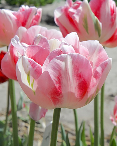 Tulipán plnokvetý neskorý Finola 11/12, 100 ks